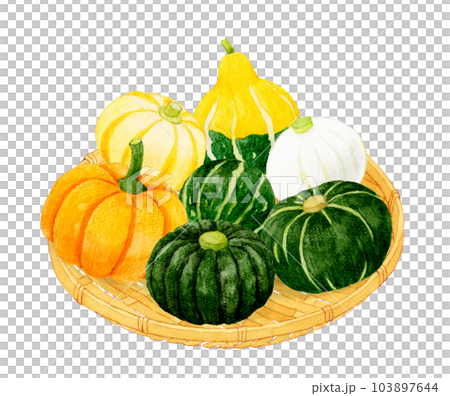 Various kinds of pumpkins on bamboo baskets Hand-painted watercolor illustrations of summer vegetables 103897644