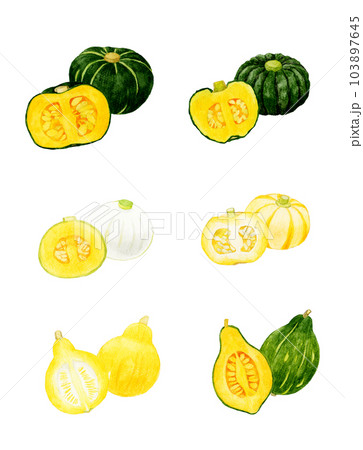 半分にカットした食べられるカボチャのセット　夏野菜の手描き水彩イラスト素材集 103897645