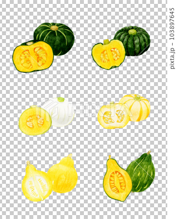 半分にカットした食べられるカボチャのセット　夏野菜の手描き水彩イラスト素材集 103897645