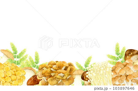 色々な種類の食べられるきのこのフレーム　夏野菜の手描き水彩イラスト背景素材 103897646