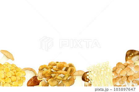 色々な種類の食べられるきのこのフレーム 夏野菜の手描き水彩イラスト背景素材 色々な種類の食べられるきのこのフレーム 夏野菜の手描き水彩イラスト背景素材 103897647