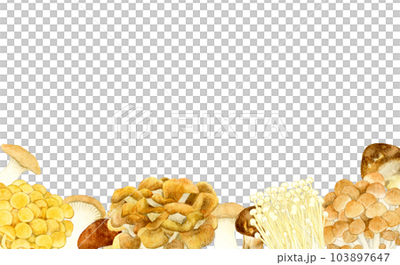 Frame of various kinds of edible mushrooms Summer vegetables hand-painted watercolor illustration background material Frame of various kinds of edible mushrooms Summer vegetables hand-painted watercolor illustration background material 103897647