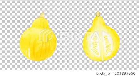 Colinkey（西式南瓜）切成兩半夏季蔬菜手繪水彩插圖 103897650