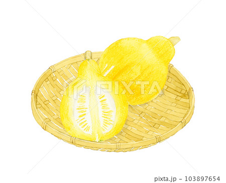 半分にカットしたコリンキー（西洋かぼちゃ）　夏野菜の手描き水彩イラスト素材 103897654