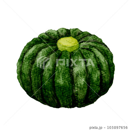 日本かぼちゃ　野菜の手描き水彩イラスト素材 103897656