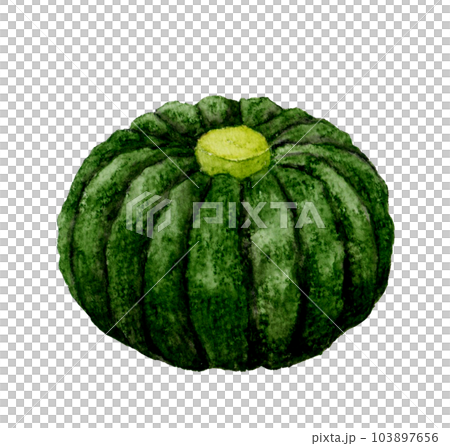 日本南瓜蔬菜手繪水彩插圖素材 103897656