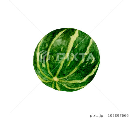 緑色のおもちゃかぼちゃ　野菜の手描き水彩イラスト素材 103897666