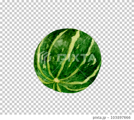 緑色のおもちゃかぼちゃ　野菜の手描き水彩イラスト素材 103897666