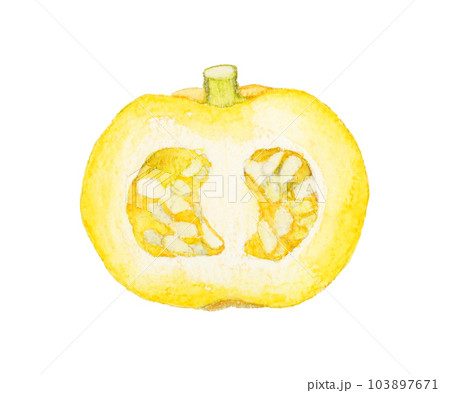 半分にカットしたプッチィーニ　野菜の手描き水彩イラスト素材 103897671
