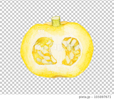 半分にカットしたプッチィーニ　野菜の手描き水彩イラスト素材 103897671