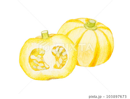 半分にカットしたプッチィーニ　野菜の手描き水彩イラスト素材 103897673
