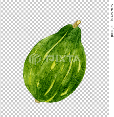 Loron pumpkin vegetable hand-painted watercolor illustration material Loron pumpkin vegetable hand-painted watercolor illustration material 103897675