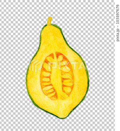Loron pumpkin cut in half Vegetable hand-painted watercolor illustration material 103897676