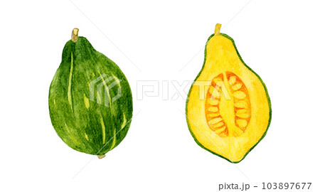半分にカットしたロロンかぼちゃ 野菜の手描き水彩イラスト素材 半分にカットしたロロンかぼちゃ 野菜の手描き水彩イラスト素材 103897677