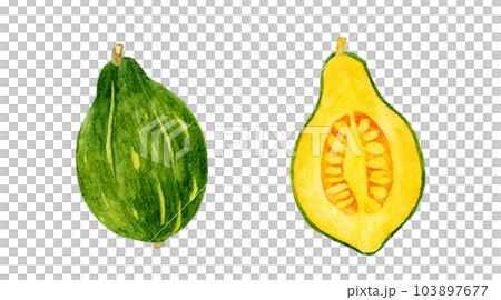 Loron南瓜切成兩半蔬菜手繪水彩插畫素材 Loron南瓜切成兩半蔬菜手繪水彩插畫素材 103897677