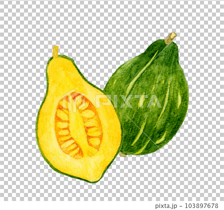 Loron pumpkin cut in half Vegetable hand-painted watercolor illustration material Loron pumpkin cut in half Vegetable hand-painted watercolor illustration material 103897678