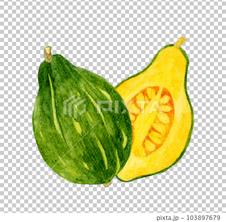 Loron南瓜切成兩半蔬菜手繪水彩插畫素材 103897679