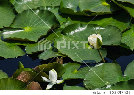 見頃を迎えた鴨池のスイレン 見頃を迎えた鴨池のスイレン 103897681