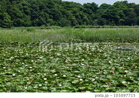 見頃を迎えた鴨池のスイレン 103897715