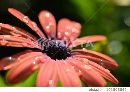 beautiful orange gerbera flower in the garden 103898045