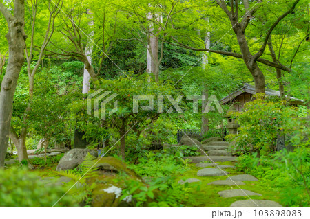 【神奈川県】新緑に包まれる覚園寺境内　※撮影協力「覚園寺」プロパティリリース取得済 103898083