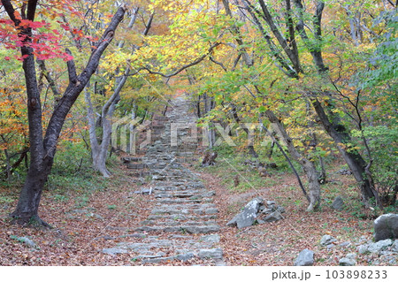 歴史と信仰を繋ぐ 石の階段（赤神神社　重要文化財　秋田県 男鹿市） 103898233