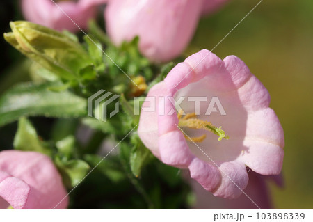 カンパニュラのピンク色の花 カンパニュラのピンク色の花 103898339