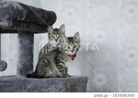 子猫　キジトラ 103898380