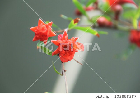 カリフォルニア柘榴の花 103898387