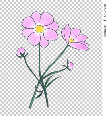 秋に咲くピンク色のコスモスの手描きイラスト 秋に咲くピンク色のコスモスの手描きイラスト 103898556