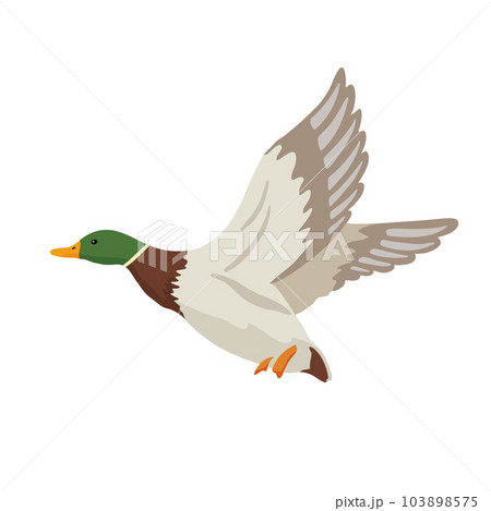 Flying duck. Vector flat illustration pond bird isolated on white. 103898575