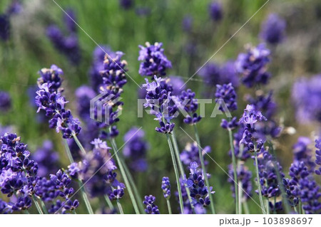 満開のラベンダーファーム 満開のラベンダーファーム 103898697