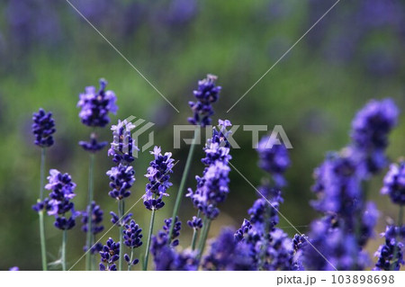 満開のラベンダーファーム 103898698