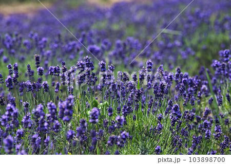 満開のラベンダーファーム 103898700
