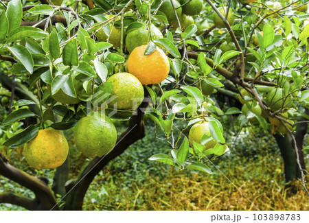 Many orange fruits in the orchard of Taichung, Taiwan. 103898783