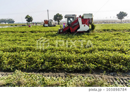 Farmers use tractors pulling is harvest peanuts in Yunlin County, Taiwan. Farmers use tractors pulling is harvest peanuts in Yunlin County, Taiwan. 103898784