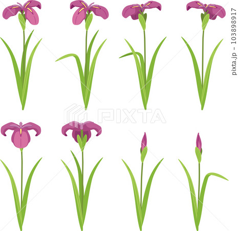 花菖蒲 赤紫2 花菖蒲 赤紫2 103898917