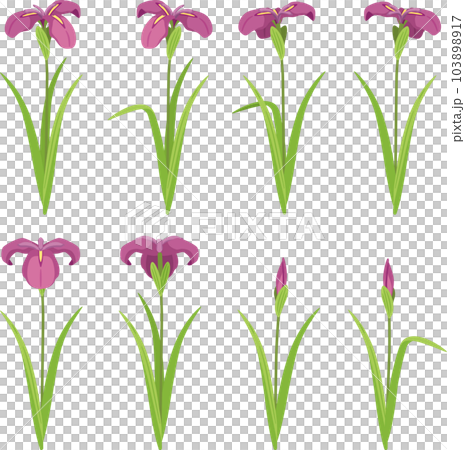 花菖蒲 赤紫2 花菖蒲 赤紫2 103898917