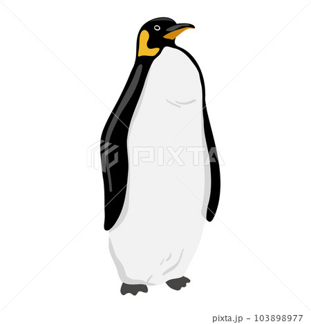 King Penguin. Flat vector illustration. Polar animal 103898977