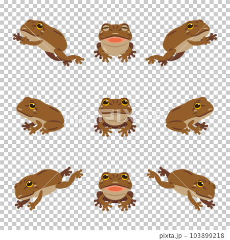 Various angle brown frog set Various angle brown frog set 103899218