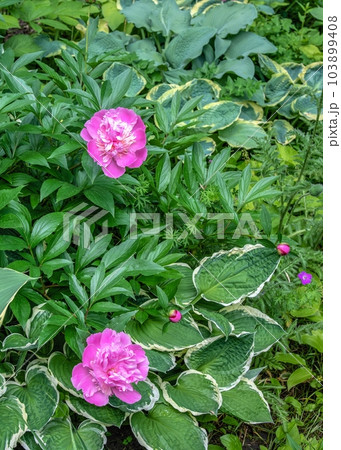Pink Princess Margaret peony flower on green leaves background 103899408