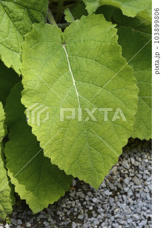 Forskahls sage Forskahls sage 103899806