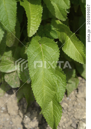 Common hedgenettle 103899807