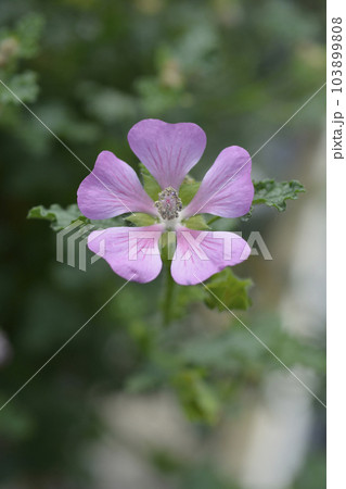 Cape mallow 103899808