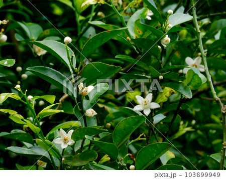 シーカーサーの花 103899949