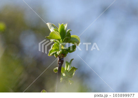 芽吹き　発芽 103899977