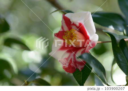 天ケ下 椿の花 天ケ下 椿の花 103900207