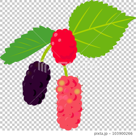 桑果和桑葉 桑果和桑葉 103900266