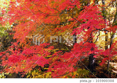 紅葉 紅葉 103900308