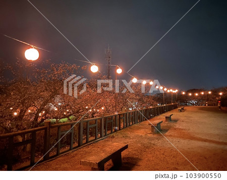 戦場ヶ原公園 夜桜 戦場ヶ原公園 夜桜 103900550